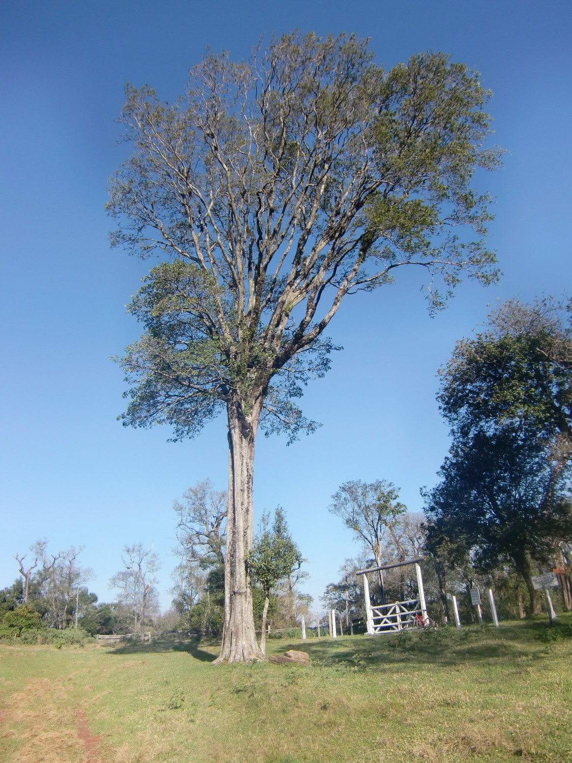 Huge tree on Cerro Acati
